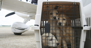 Flying with Pets: Your Comprehensive Guide for a Smooth Takeoff and Landing
